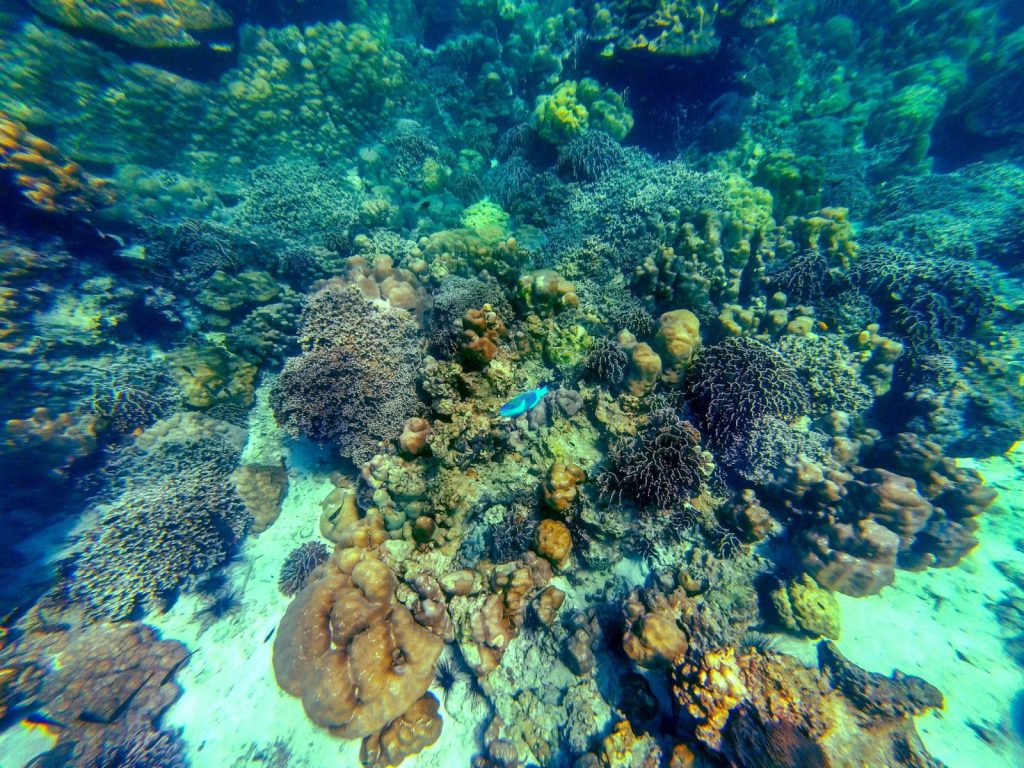 ดำน้ำ หลีเป๊ะ (Snorkeling)